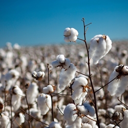 Cotton Field