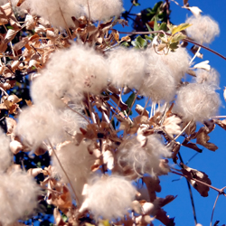 Cotton Plant