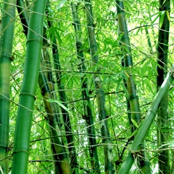 Moso Bamboo