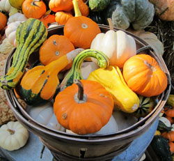 Thanksgiving-Pumpkins